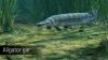 ultimate-fishing-simulator-amazon-river_original_3