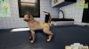 animal-shelter-simulator-puppies-and-kittens_original_0