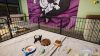 animal-shelter-simulator-puppies-and-kittens_original_1