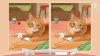 cute-cats_original_3