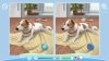 cute-dogs_original_0