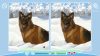 cute-dogs_original_2