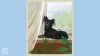 cute-dogs_original_3