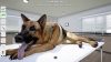 my-life-pet-vet_original_2