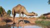 planet-zoo-arid-animal-pack_original_0