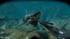 shark-attack-deathmatch-2_original_5