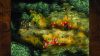 cultures-northland_original_2