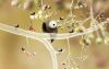 botanicula_original_3