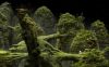 samorost-3_original_3