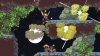 owlboy_original_5