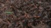 medieval-kingdom-wars_original_4