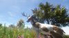 animallica_original_2