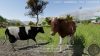 professional-farmer-american-dream_original_3