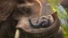Zoo Tycoon Ultimate Animal Collection