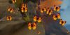 forager_original_1