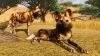 planet-zoo_original_4