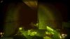 golden-light_original_2