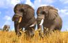 wildlife-park-3_original_5