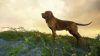 thehunter-call-of-the-wild-bloodhound_original_0