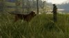 thehunter-call-of-the-wild-bloodhound_original_2