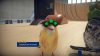 SkateBIRD PC Steam játék