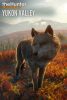 thehunter-call-of-the-wild-yukon-valley_cover_original