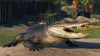 planet-zoo-north-america-animal-pack_original_2