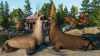 planet-zoo-north-america-animal-pack_original_3